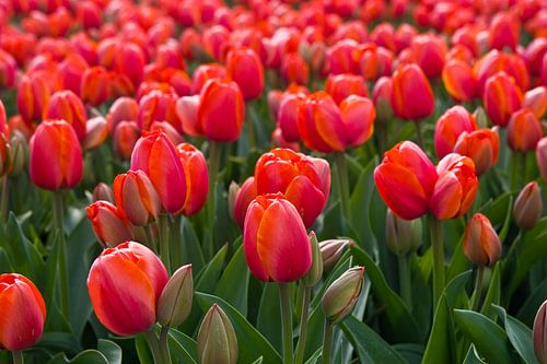 La saison des tulipes aux Pays-Bas