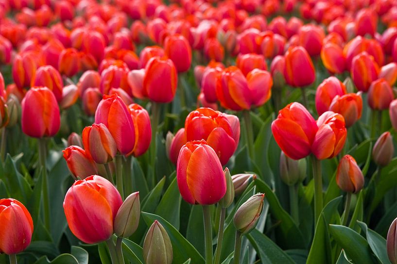 La saison des tulipes aux Pays-Bas par Henk Meijer Photography