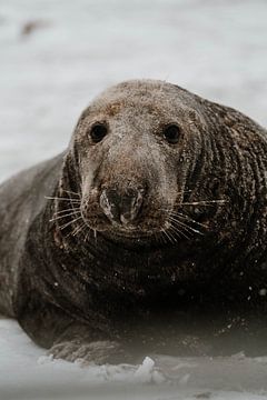 Grijze zeehond | Wildlife Fotografie | Helgoland | Duitsland van Inge Pieck
