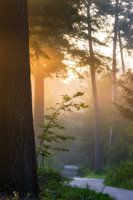 Zonnestralen in de mist in het Speulderbos