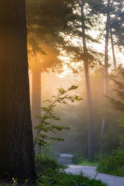Sunbeams in the fog in the Speulderbos by Jaimy Leemburg Fotografie