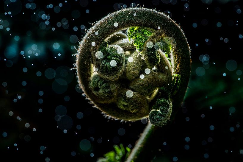 Curl of a treefern by Corrine Ponsen