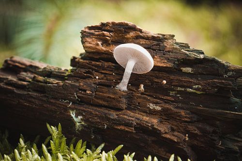 groeien naar het licht