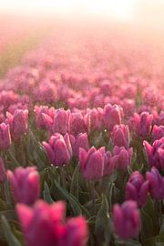 Tulpenveld by AdV Photography