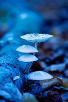 Champignon de porcelaine