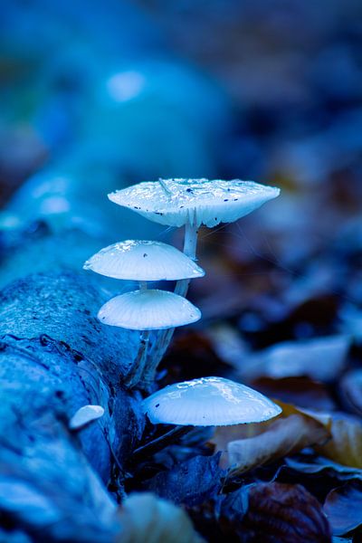 Porcelain fungus by Anja Wessels Fotografie