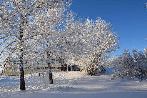 Berijpte bomen na de storm