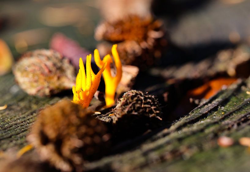Korallenpilz von Marieke Funke