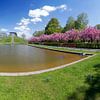 Berlijn - Lilienthal Park in volle kersenbloesem van Frank Herrmann