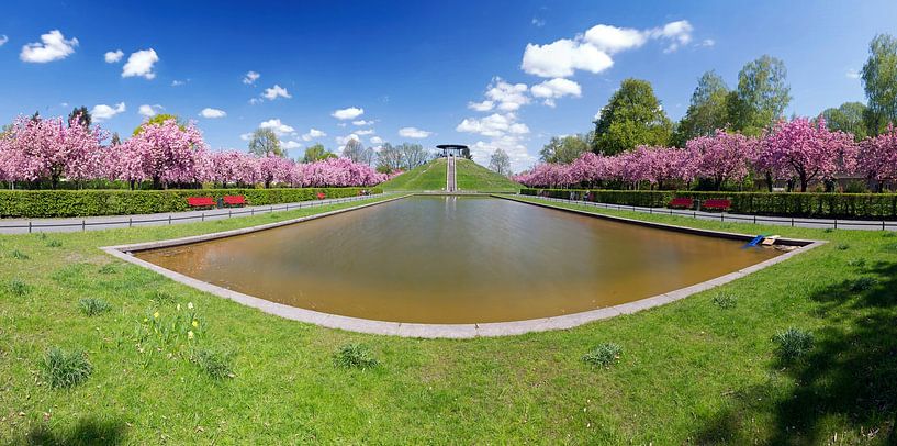 Berlin - Lilienthal Park in full cherry blossom by Frank Herrmann
