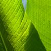Drops on green leave van Patrick LR Verbeeck