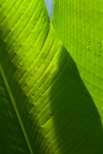 Gouttes sur une feuille verte
