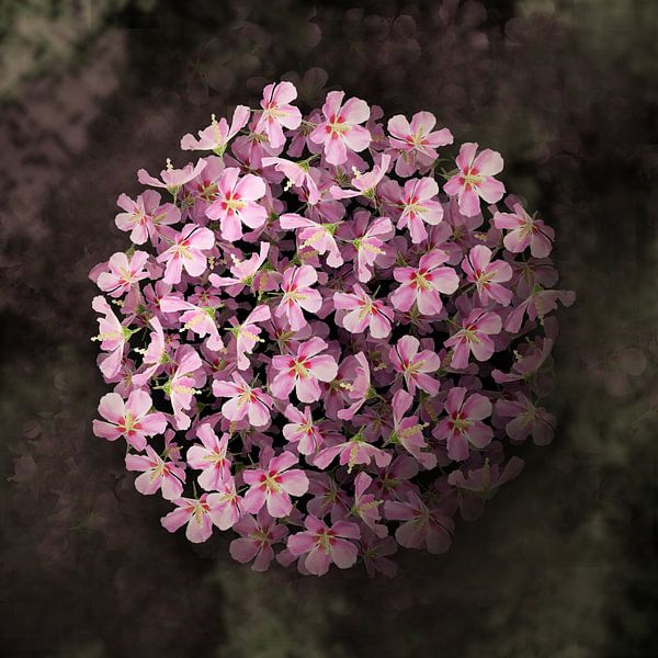 Bulbe d'hibiscus V par Klaartje Majoor