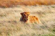 Schotse hooglander van Dieren en natuur thumbnail