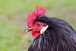 gros plan d'un coq noir avec un peigne rouge