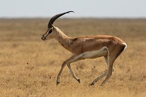 Gazelle von Ronne Vinkx