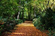 Ein Weg im Wald im Herbst von Frank Herrmann Miniaturansicht