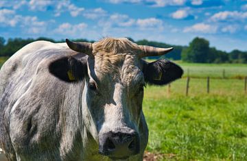 Dikbil koe kijkend naar de camera van Jolanda de Jong-Jansen