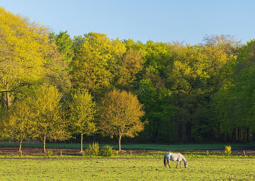 Horse during sunrise - Groningen (Netherlands) by Marcel Kerdijk