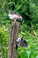 Jay and woodpecker