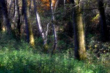 FAIRYTALE FOREST 5