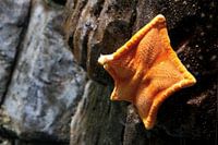 Starfish