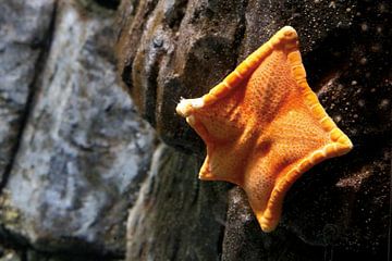 Starfish by Emma Wilms