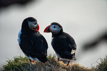 papegaaiduiker van Stefan Havadi-Nagy