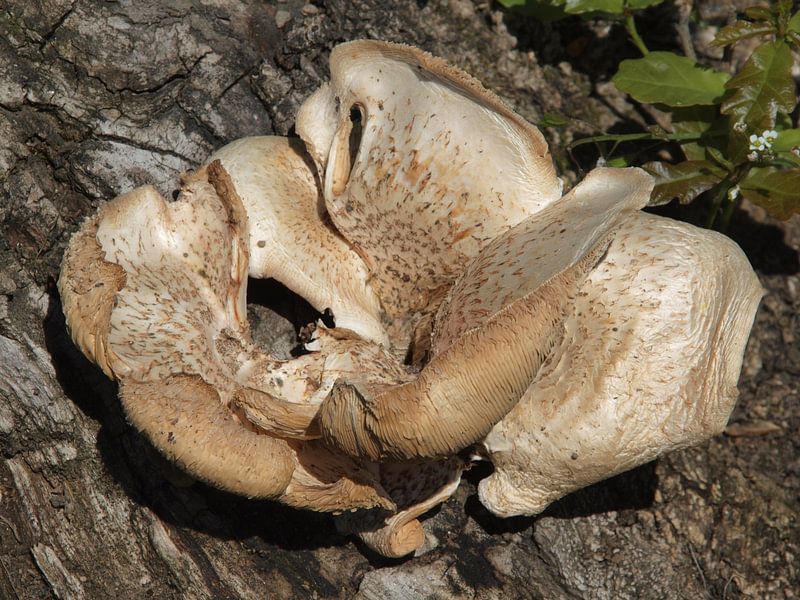 Champignon torsadé sur un tronc d'arbre par Annie Lausberg-Pater
