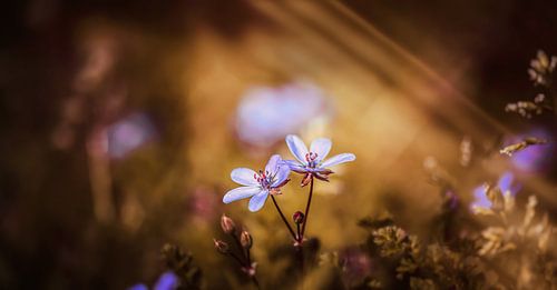 “Everything you can imagine is real.”  von William Klerx