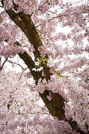 Rêveur sur Merel Pape Photography