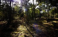Loonse en Drunense Duinen