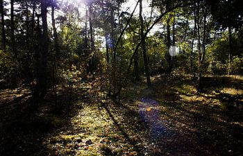 Loonse en Drunense Duinen