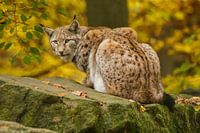 Eurasian Lynx in autumn forest