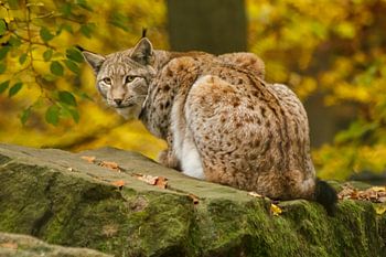 Euraziatische Lynx in herfstbos