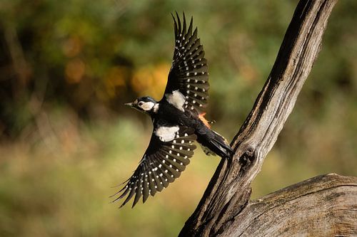 Woodpecker in flight, with wings spread. by Janny Beimers