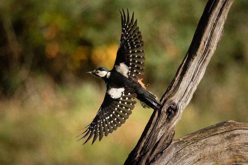 Pic en vol, ailes déployées. par Janny Beimers