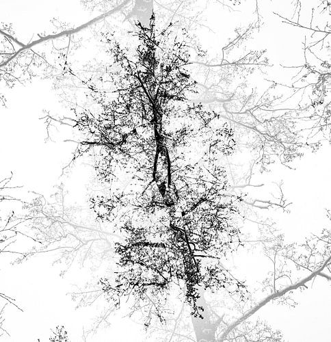 Abstrakte Baumkronen schwarz und weiß