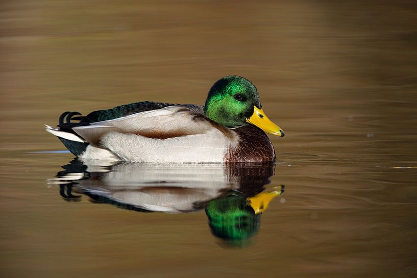 Mallard (Anas platyrhynchos) by Dirk Rüter