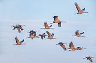 Kraanvogels vliegen in een zonsondergang tijdens de herfst van Sjoerd van der Wal Fotografie thumbnail