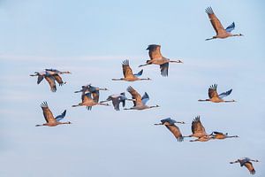 Kranichvögel fliegen im Sonnenuntergang im Herbst