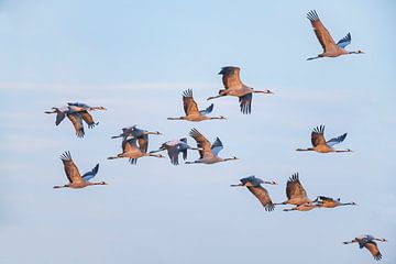 Crane birds flying in a sunset during autum
