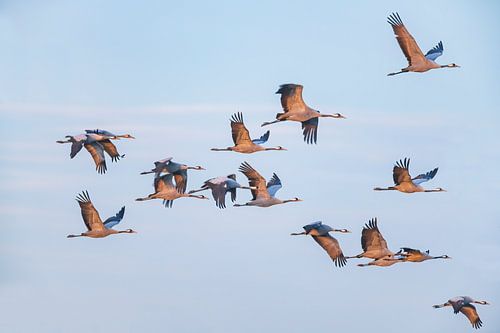 Grues en vol dans un coucher de soleil en automne