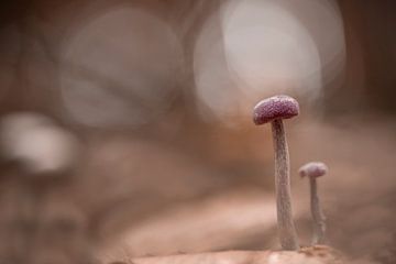 Wegdromen bij paddenstoeltjes van Bettina Roels