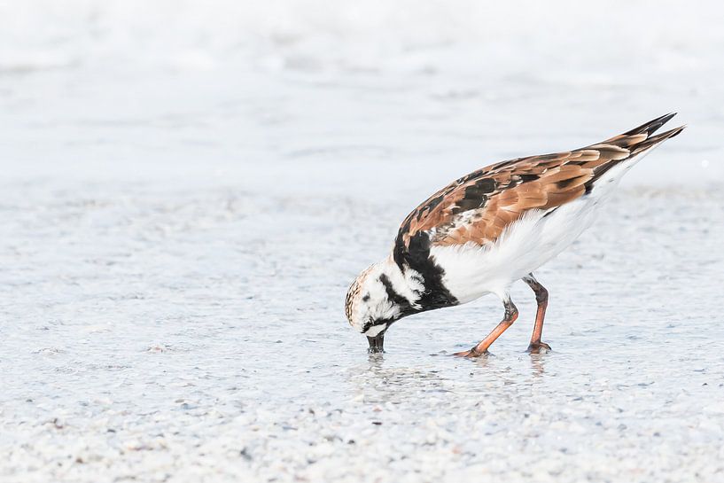 Ruddy Turnstone by Hennie Zeij