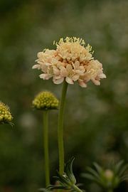 Scabiosa Fata Morgana sur Ingrid De Laat- de Bont