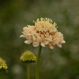 Scabiosa Fata Morgana van Ingrid De Laat- de Bont