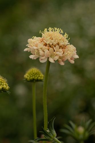 Scabiosa Fata Morgana