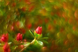 Vintage Azalea in de knop van Wendy van Kuler Fotografie