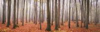 Waldpanorama - Herbst im Buchenwald von Tobias Luxberg Miniaturansicht